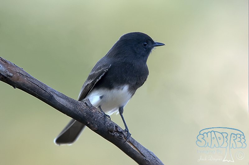 Black Phoebe - Sayornis nigricans