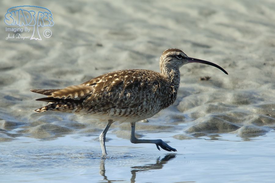 Whimbrel - Numenius phaeopus