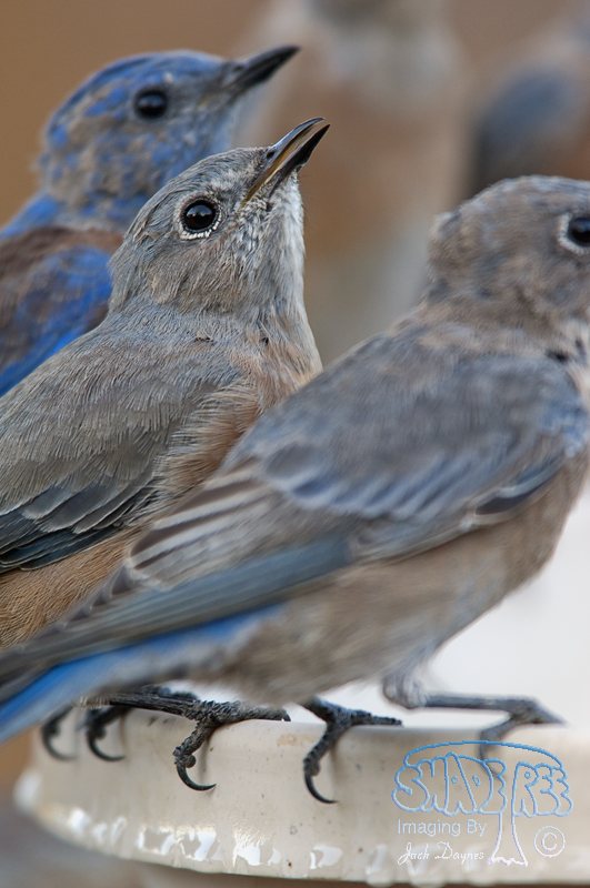Western Bluebird - Sialia mexicana