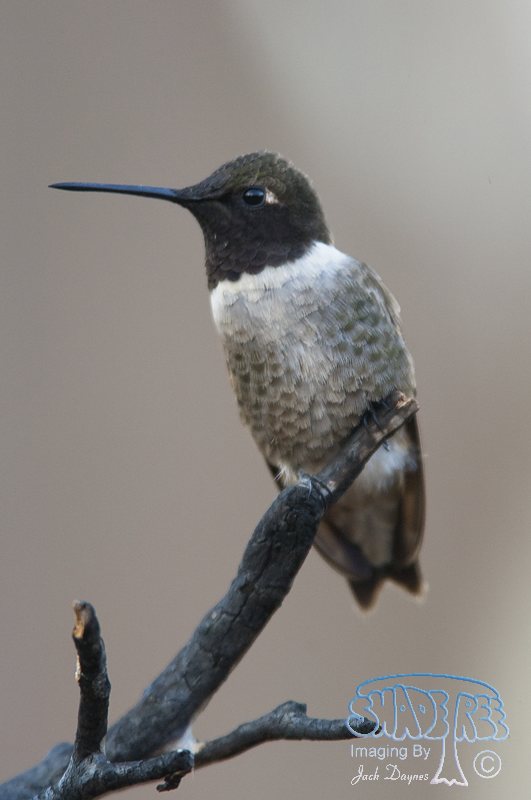 Black-Chinned Hummingbird - Archilochus alexandri