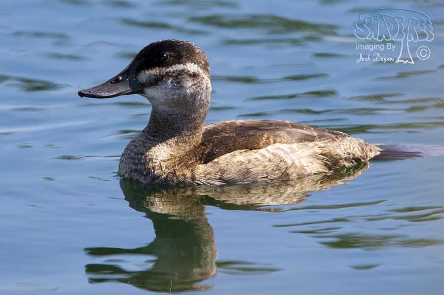 Ruddy Duck - Oxyura jamaicensis