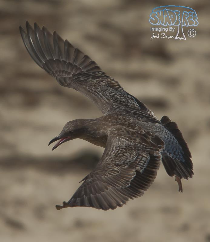 Western Gull - Larus occidentalis