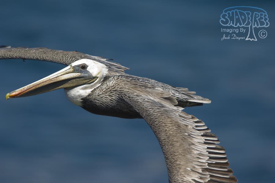 Brown Pelican - Pelecanus occidentalis