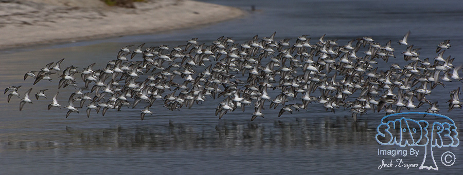 Western Sandpiper - Calidris mauri