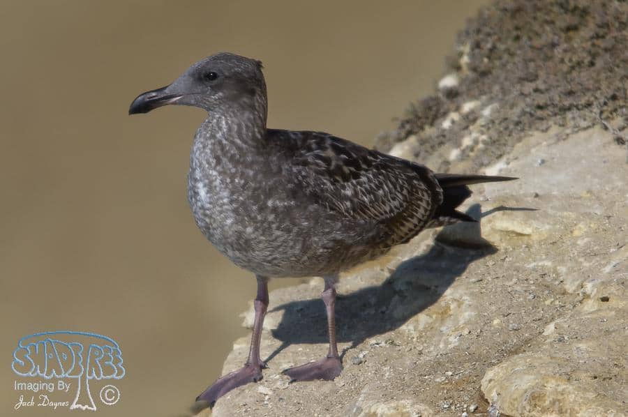 Western Gull - Larus occidentalis