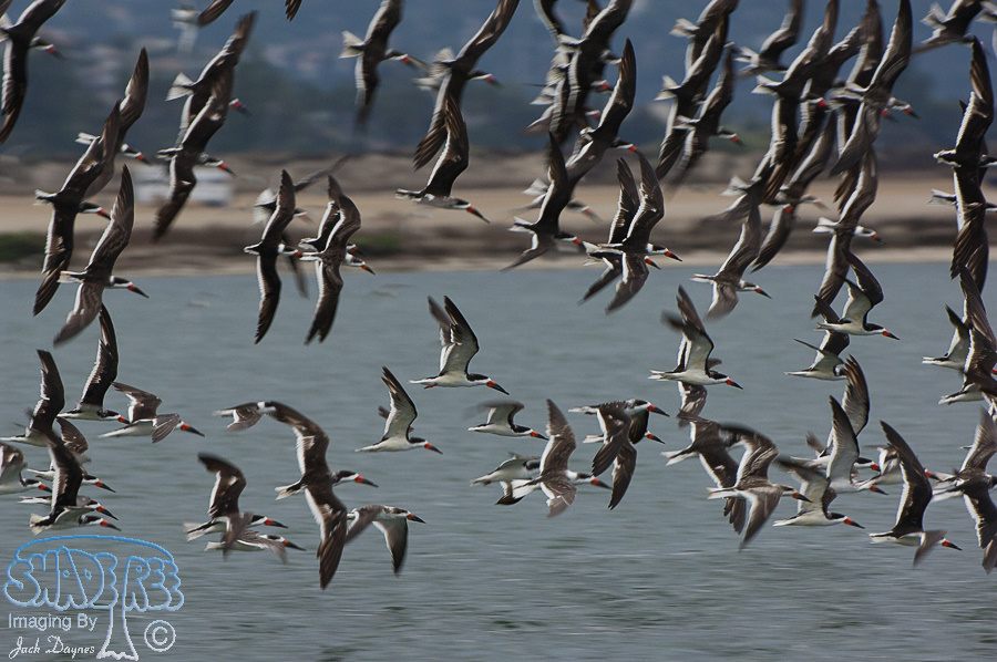 Black Skimmer - Rynchops niger