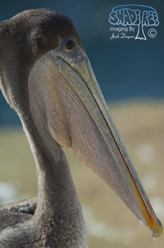 Brown Pelican - Pelecanus occidentalis