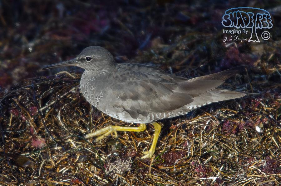 Wandering Tattler - Tringa incana