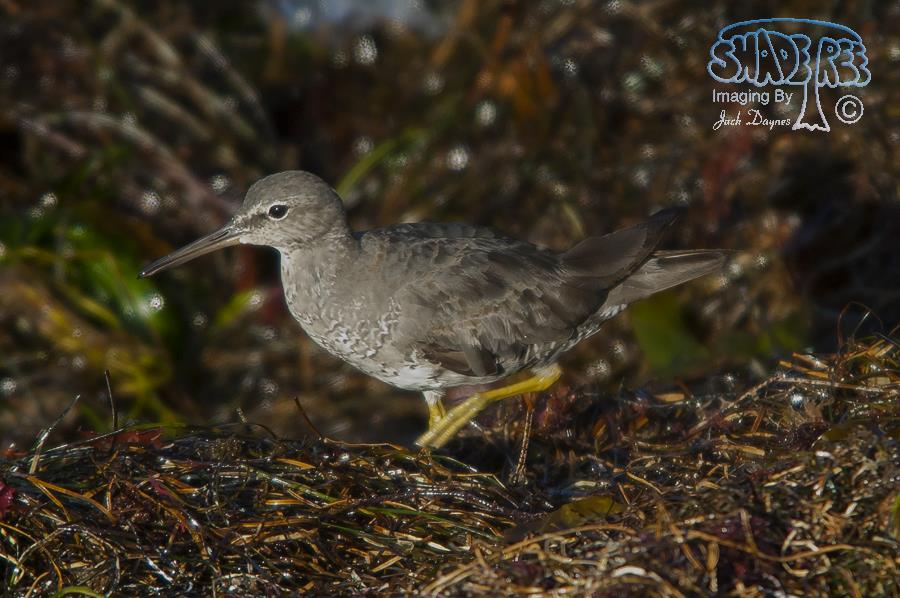 Wandering Tattler - Tringa incana