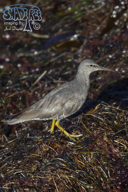 Wandering Tattler - Tringa incana