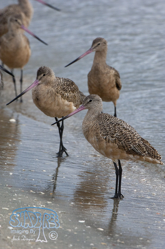 Marbled Godwit - Limosa fedoa
