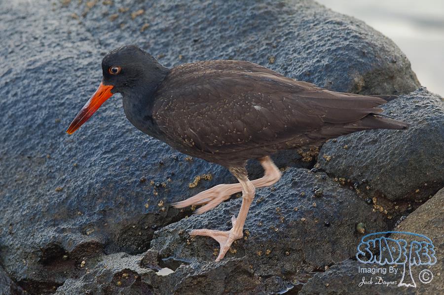 Black Oystercatcher - Haematopus bachmani