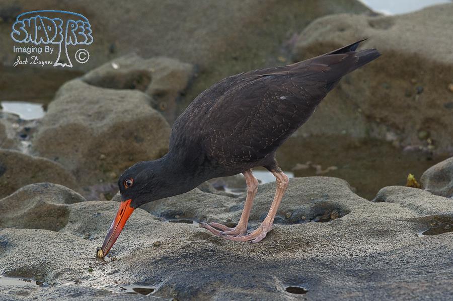 Black Oystercatcher - Haematopus bachmani