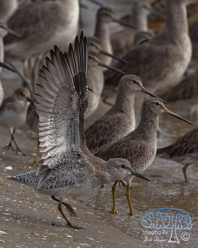 Red Knot - Calidris canutus