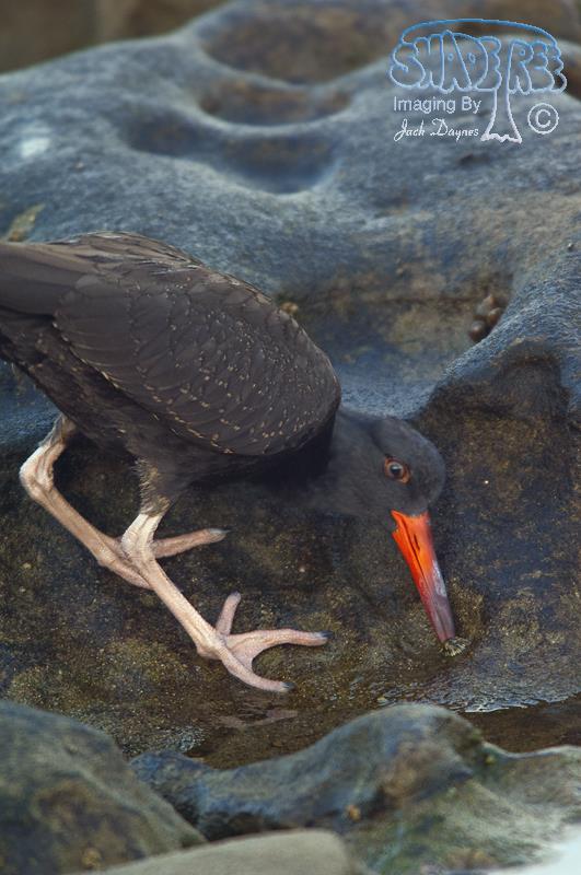 Black Oystercatcher - Haematopus bachmani
