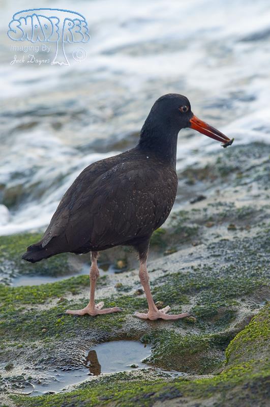 Black Oystercatcher - Haematopus bachmani