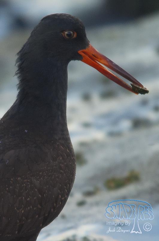 Black Oystercatcher - Haematopus bachmani