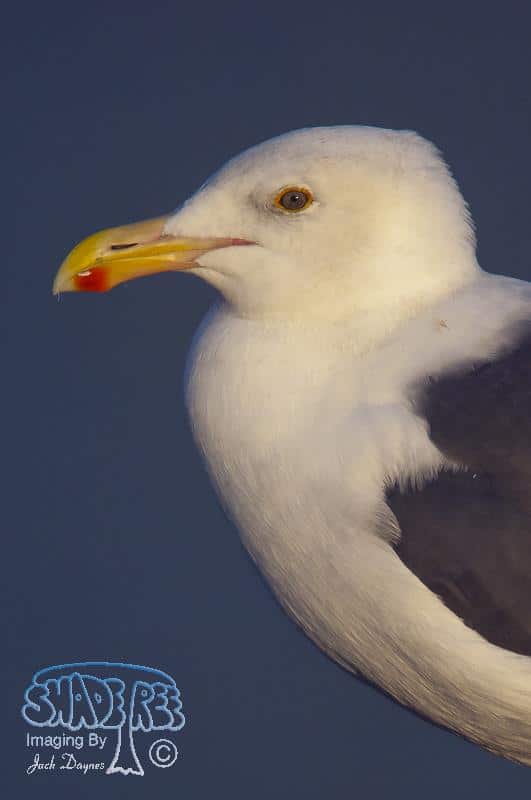 Western Gull - Larus occidentalis
