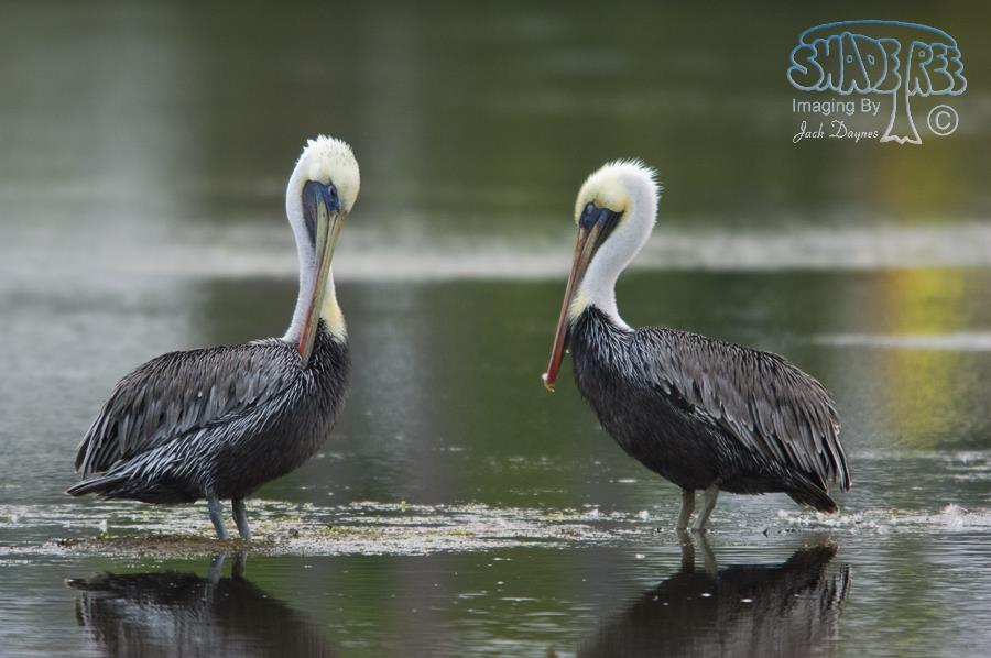 Brown Pelican - Pelecanus occidentalis