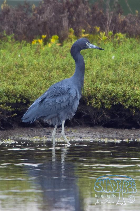 Little Blue Heron - Egretta caerulea