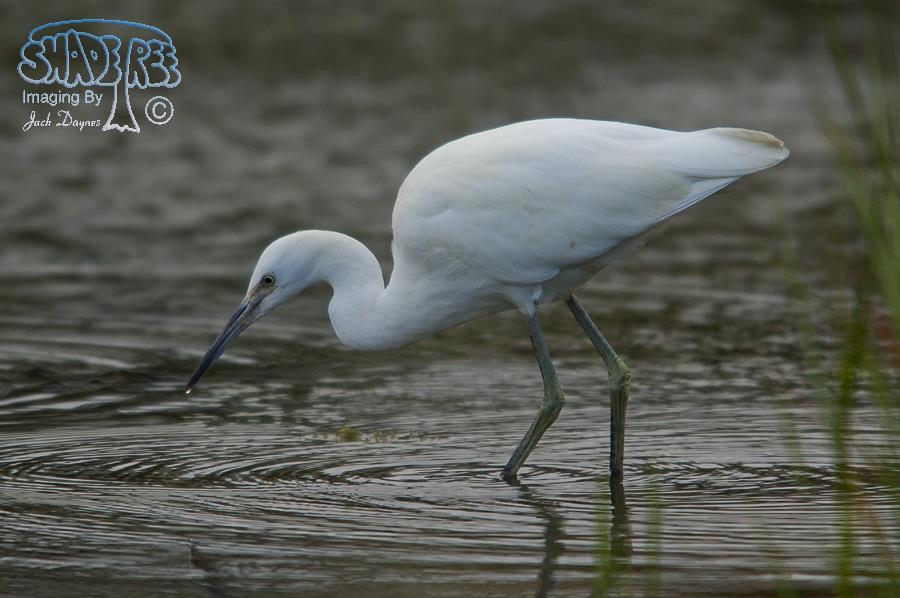 Little Blue Heron - Egretta caerulea
