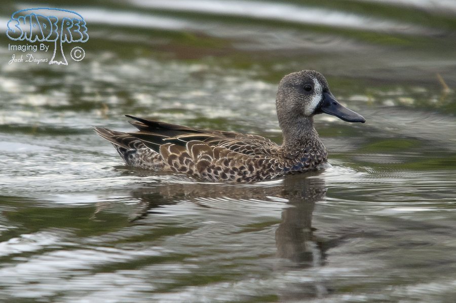 Blue-Winged Teal - Spatula discors