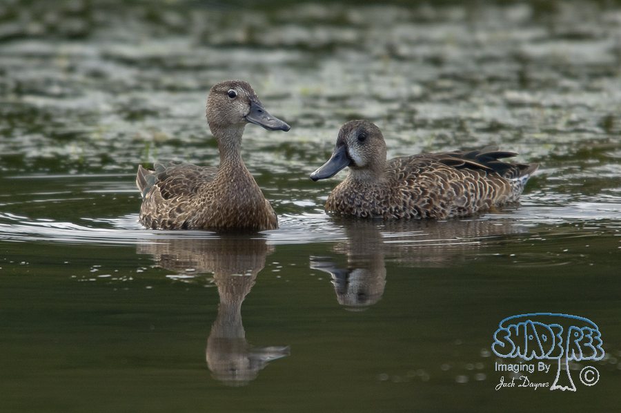 Blue-Winged Teal - Spatula discors