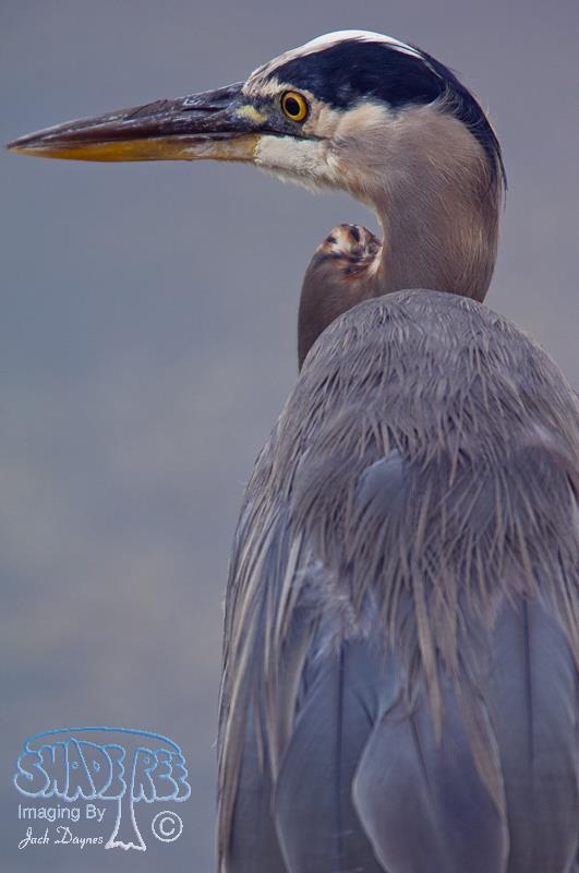 Great Blue Heron - Ardea herodias