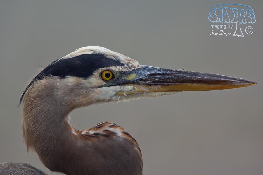 Great Blue Heron - Ardea herodias