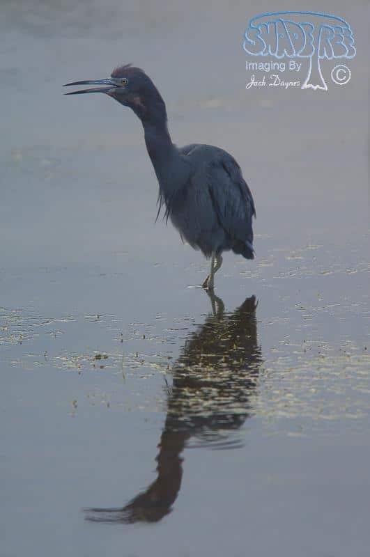 Little Blue Heron - Egretta caerulea