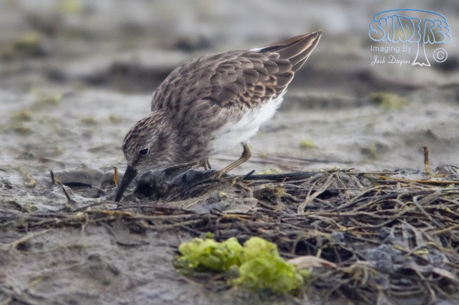 Least Sandpiper - Calidris minutilla