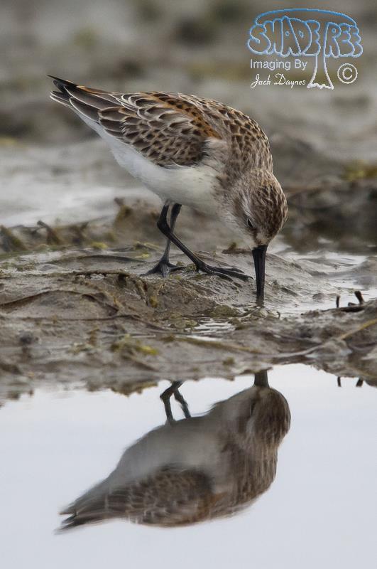 Western Sandpiper - Calidris mauri