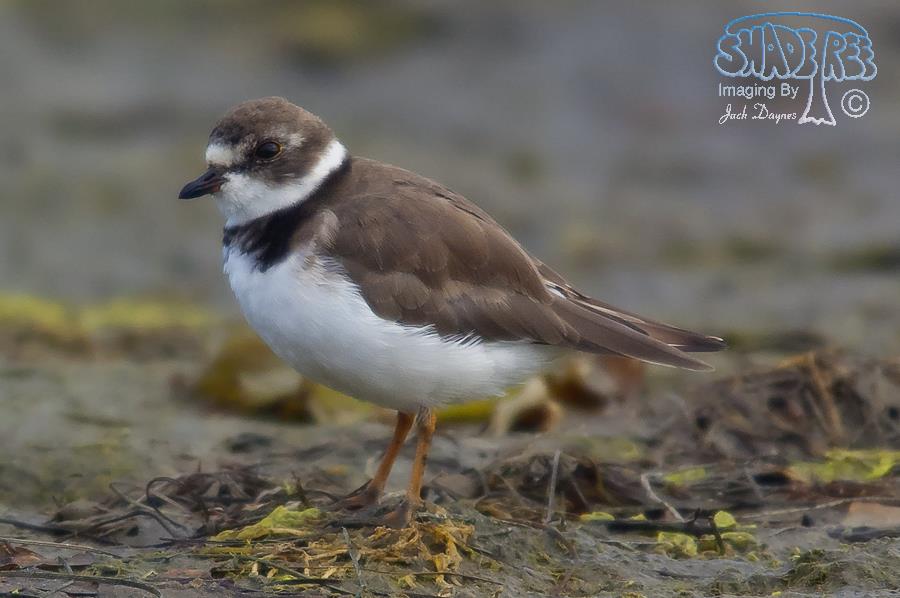 Semipalmated Plover - Charadrius semipalmatus