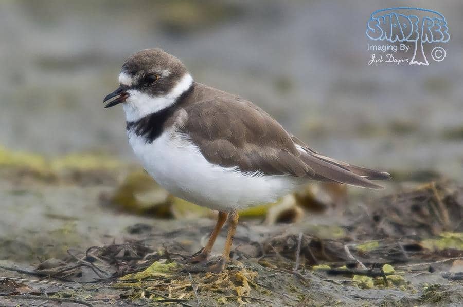 Semipalmated Plover - Charadrius semipalmatus