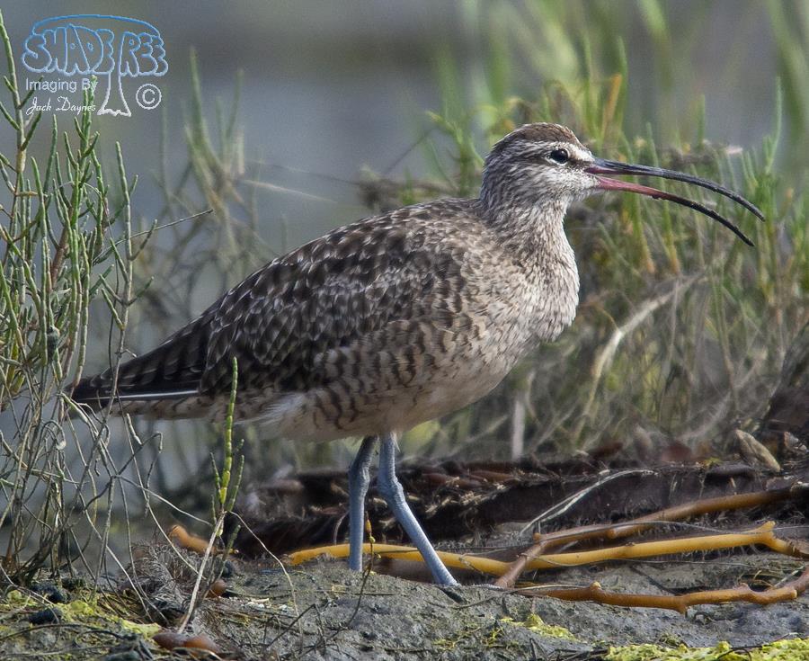 Whimbrel - Numenius phaeopus