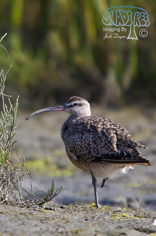 Whimbrel - Numenius phaeopus