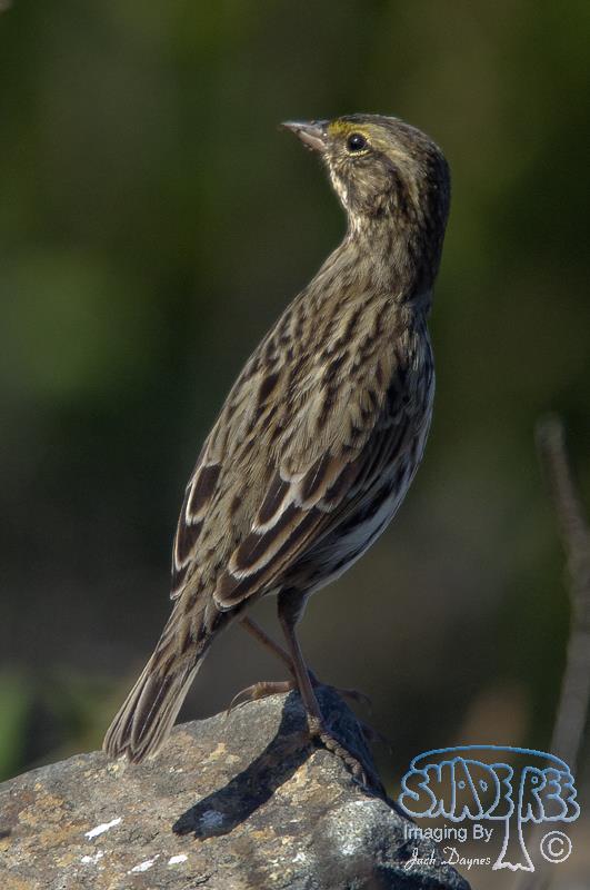 Savannah Sparrow - Passerculus sandwichensis