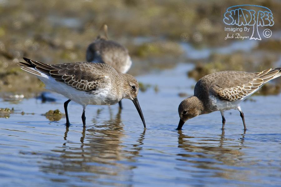 Dunlin - Calidris alpina