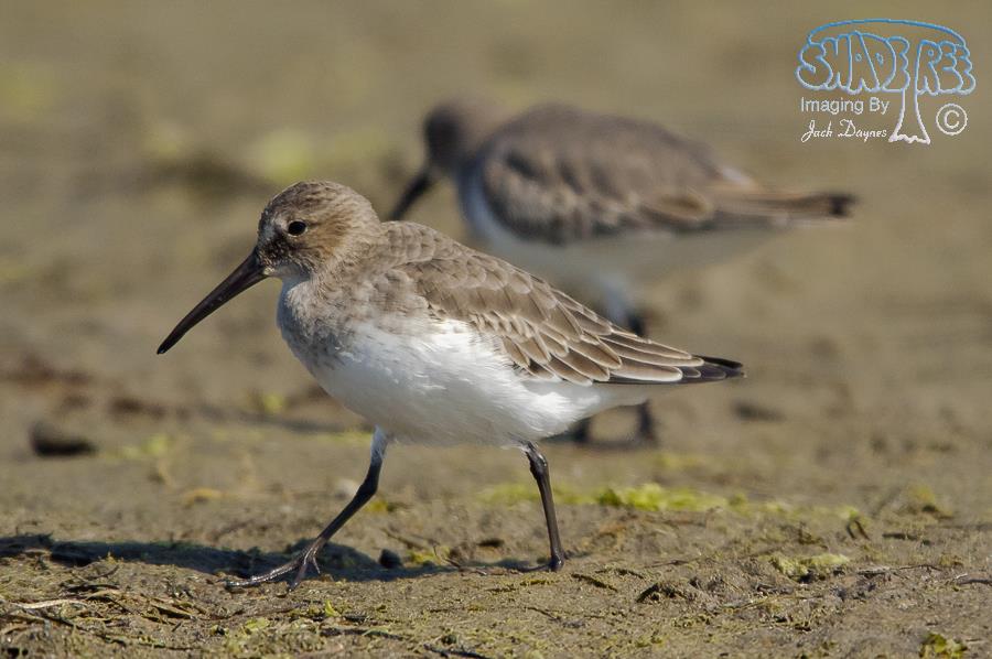 Dunlin - Calidris alpina