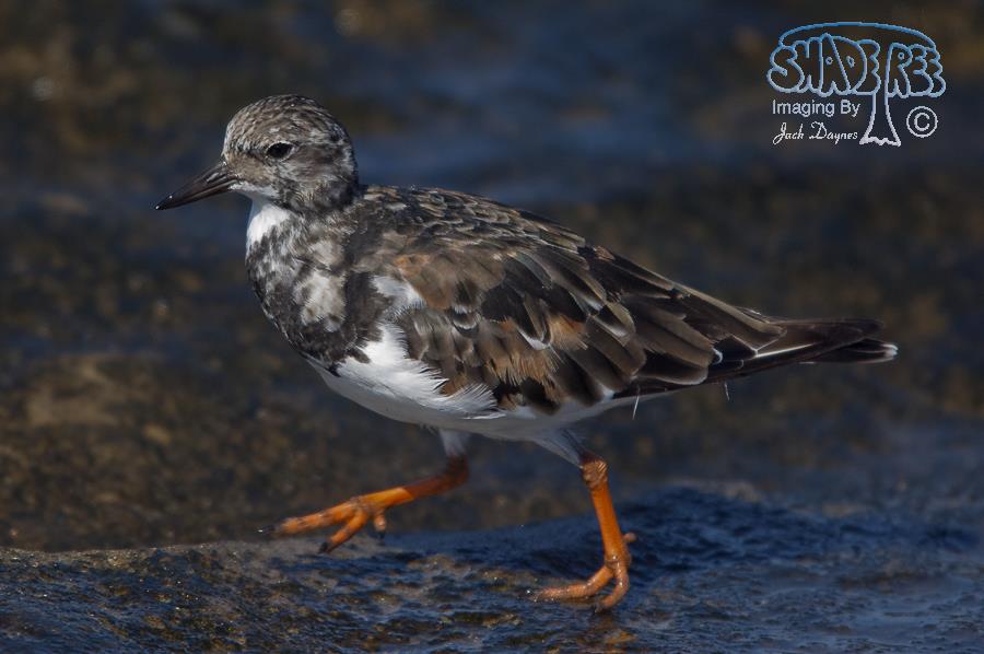 Ruddy Turnstone - Arenaria interpres