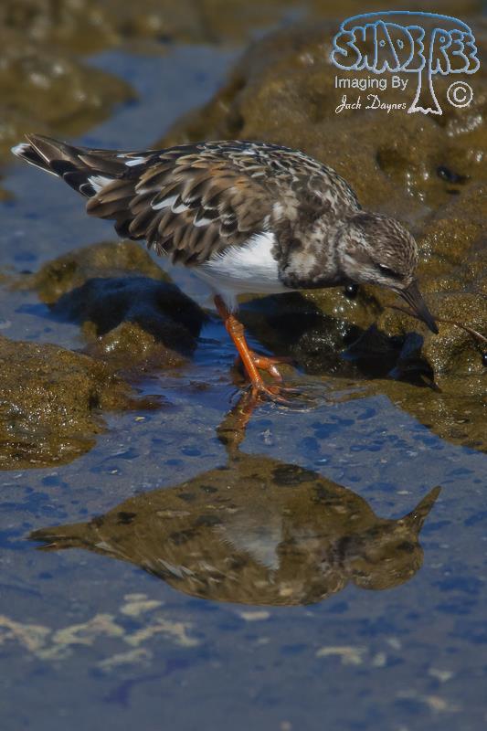 Ruddy Turnstone - Arenaria interpres