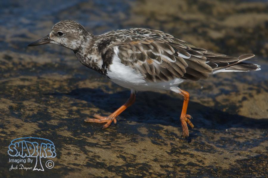 Ruddy Turnstone - Arenaria interpres