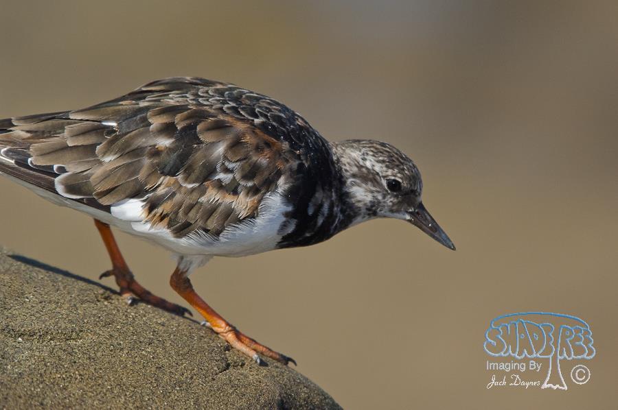 Ruddy Turnstone - Arenaria interpres