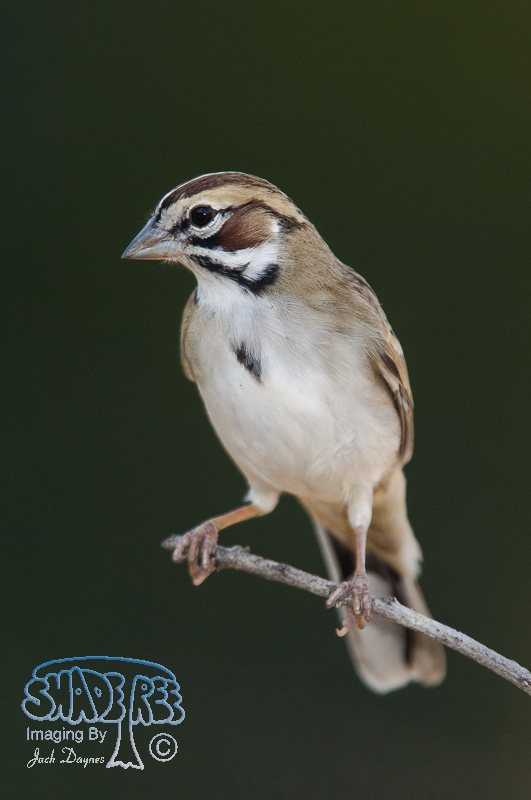 Lark Sparrow - Chondestes grammacus