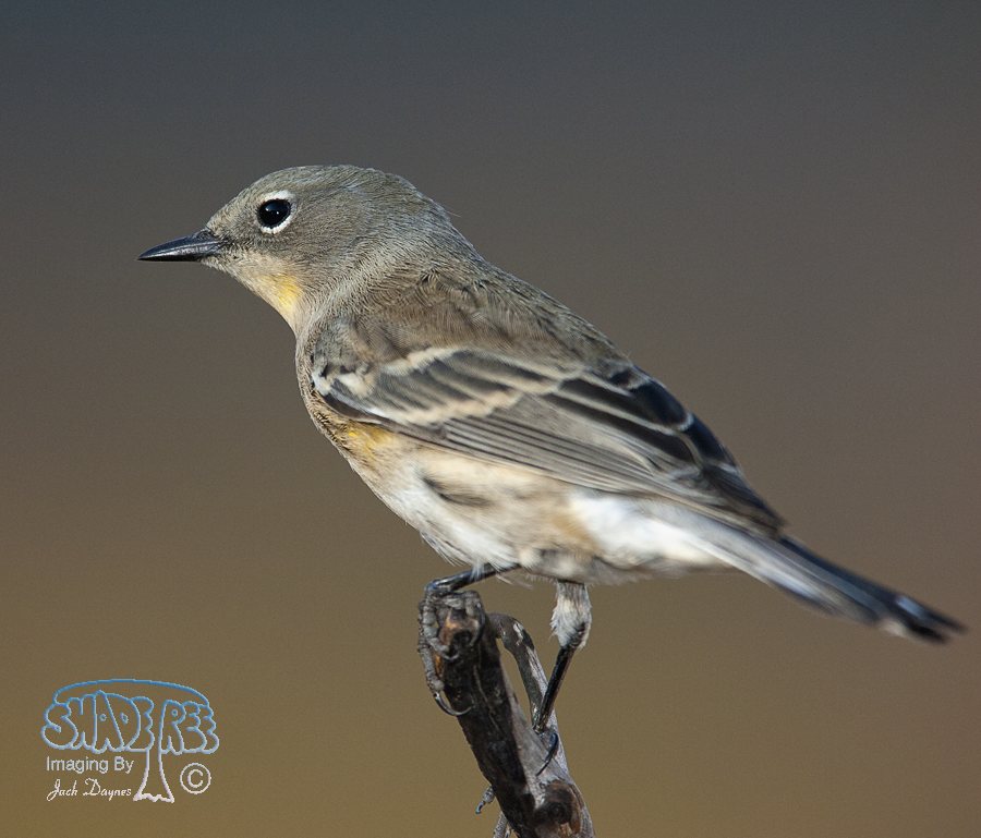 Yellow-Rumped Warbler - Setophaga coronata auduboni