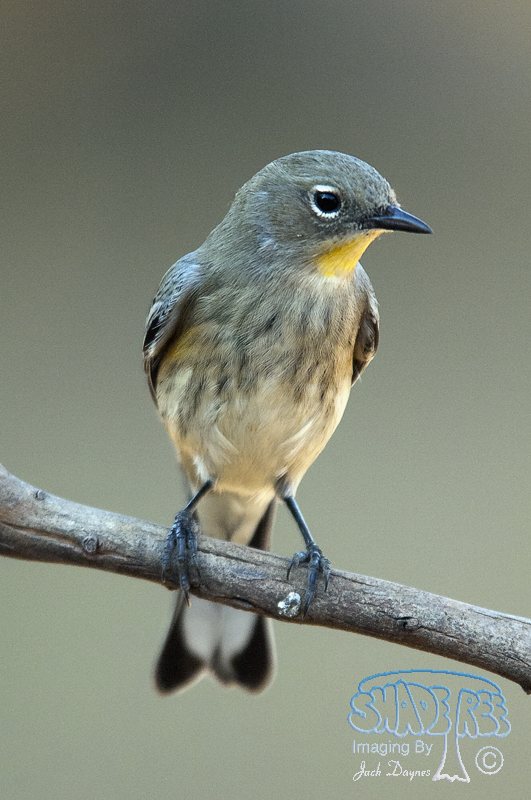 Yellow-Rumped Warbler - Setophaga coronata auduboni