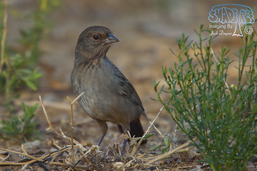 California Towhee - Melozone crissalis