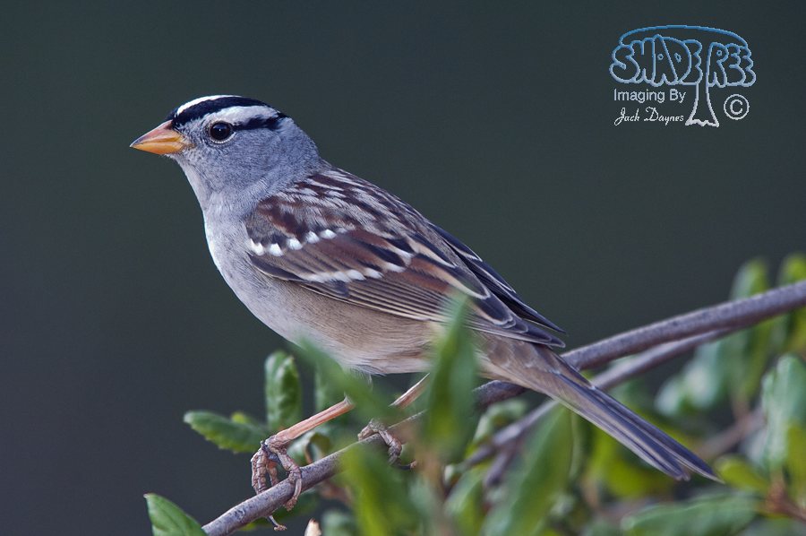 White-Crowned Sparrow - Zonotrichia leucophrys