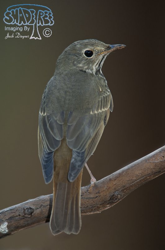 Hermit Thrush - Catharus guttatus
