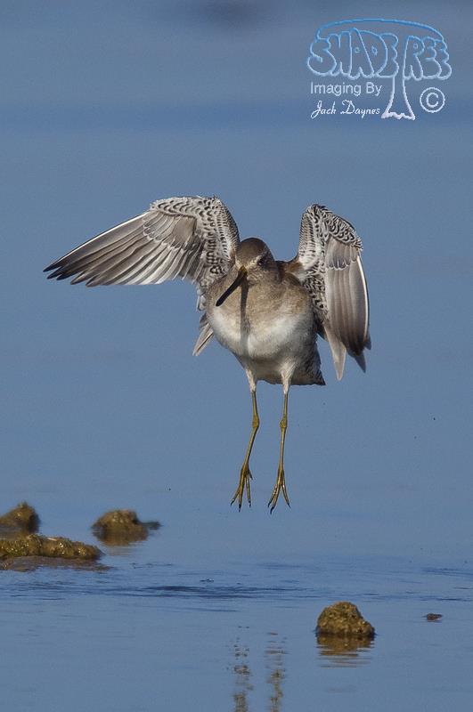 Long-Billed Dowitcher - Limnodromus scolopaceus